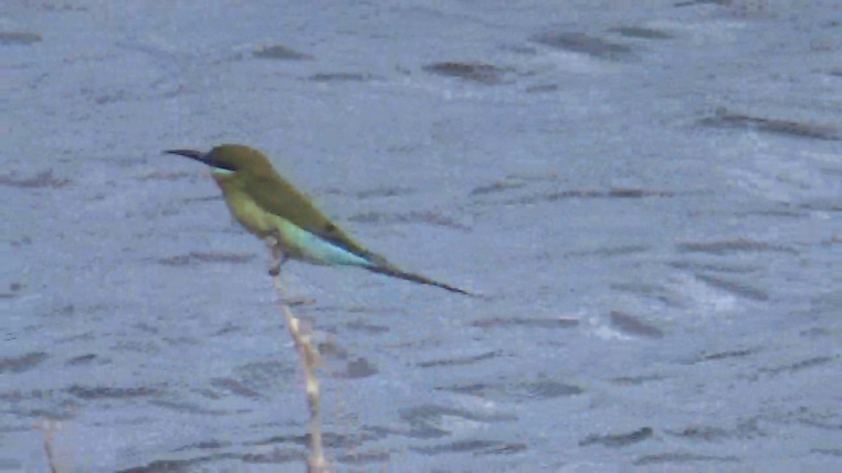 Blue-tailed Bee-eater - ML642420166