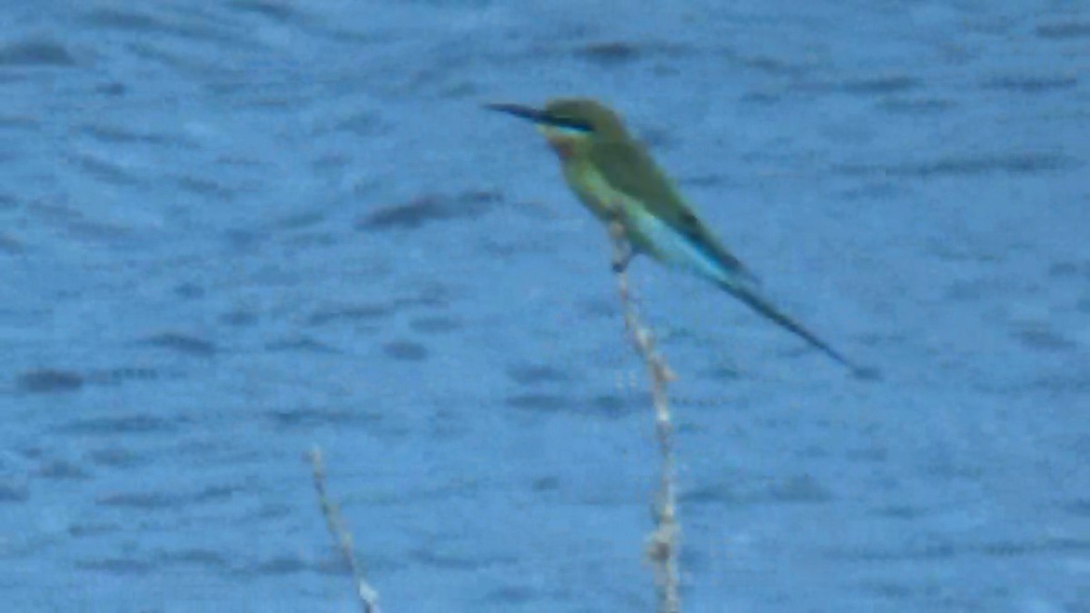 Blue-tailed Bee-eater - ML642420167
