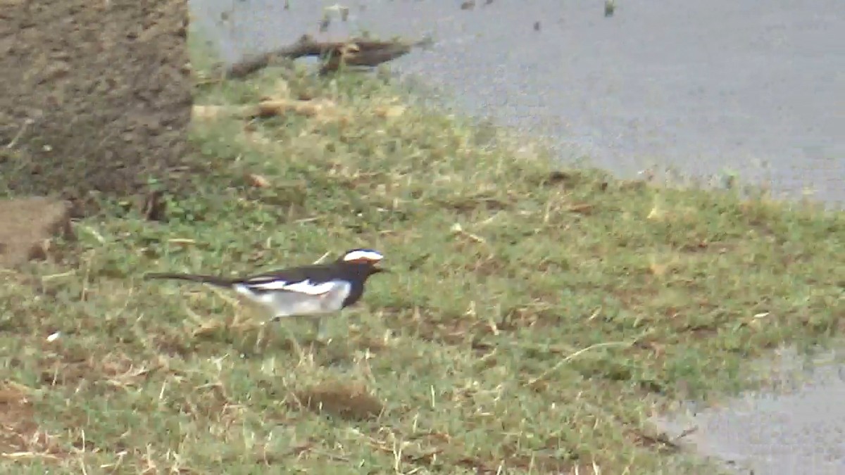 White-browed Wagtail - ML642420180