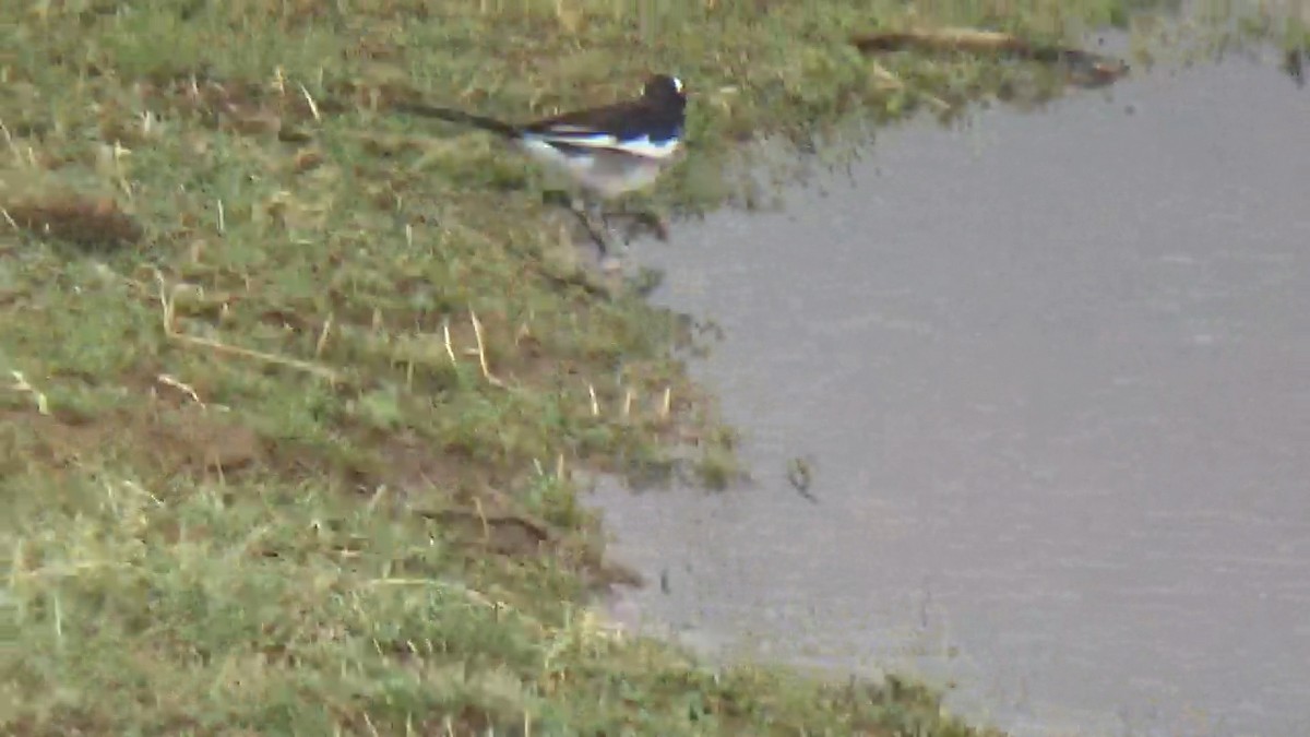 White-browed Wagtail - ML642420181