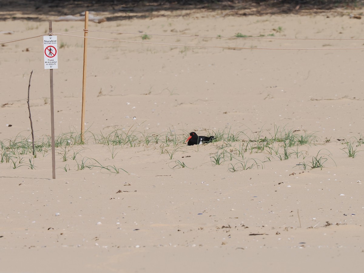 Pied Oystercatcher - ML642420184