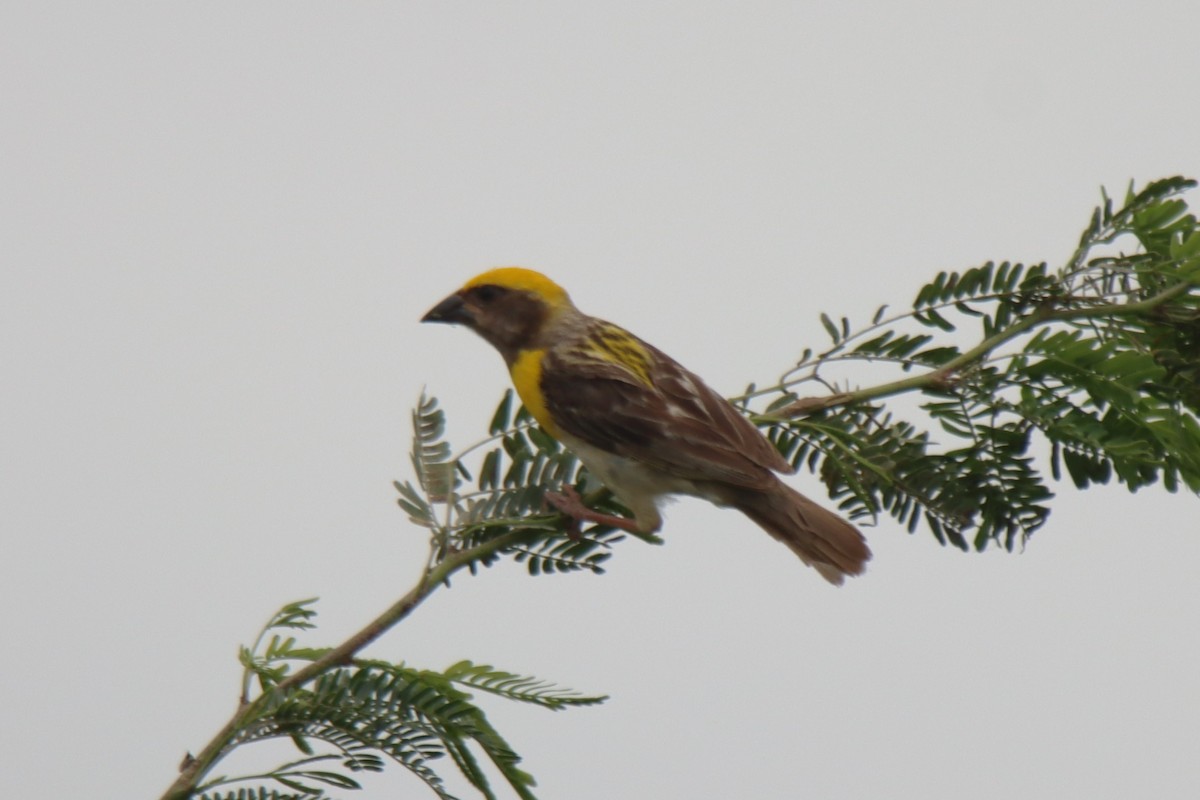 Baya Weaver - ML642420186