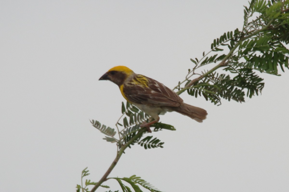 Baya Weaver - ML642420187