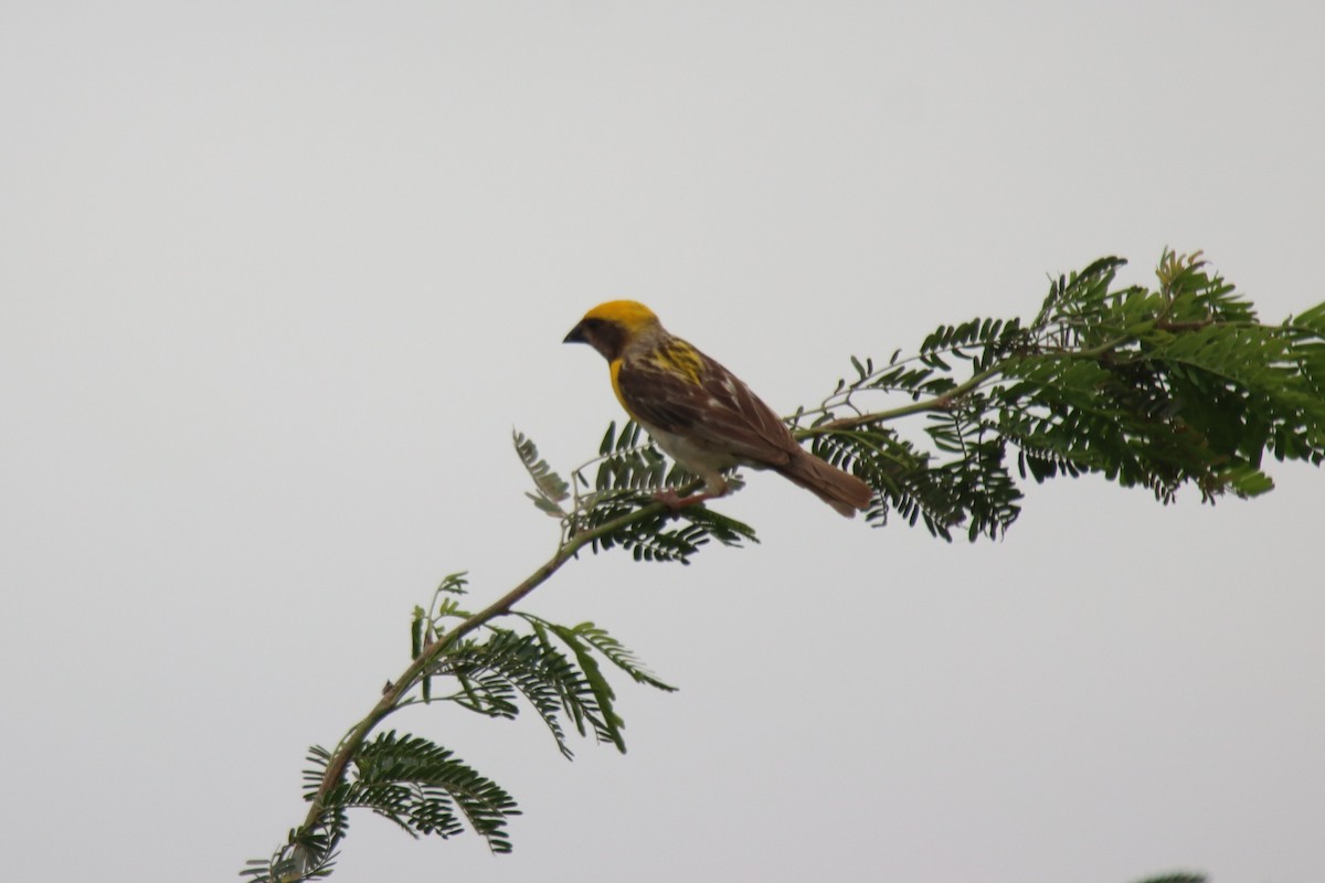 Baya Weaver - ML642420189