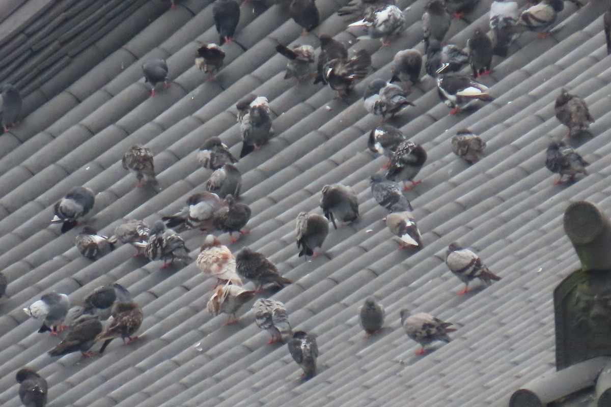 Rock Pigeon (Feral Pigeon) - ML642420194