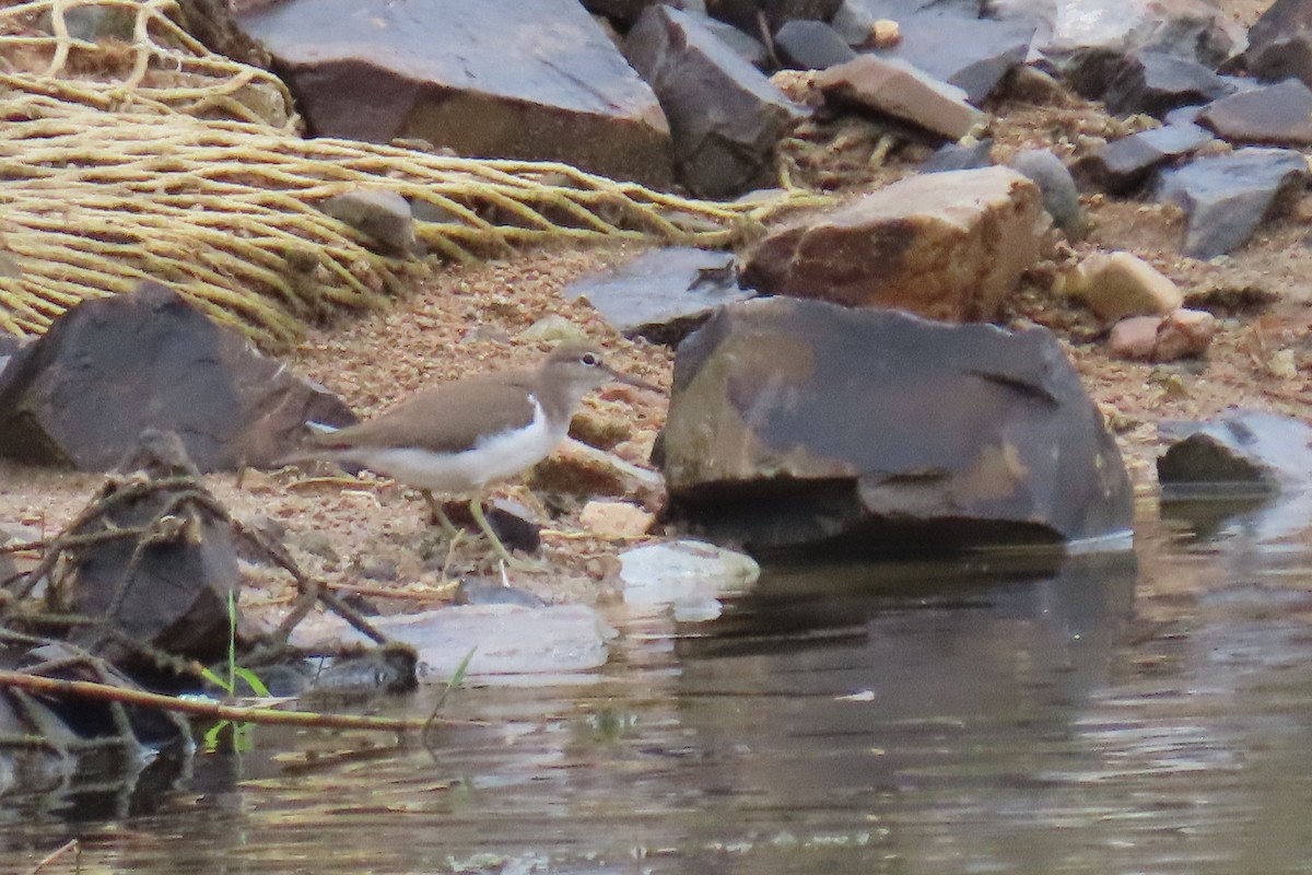 Common Sandpiper - ML642420195