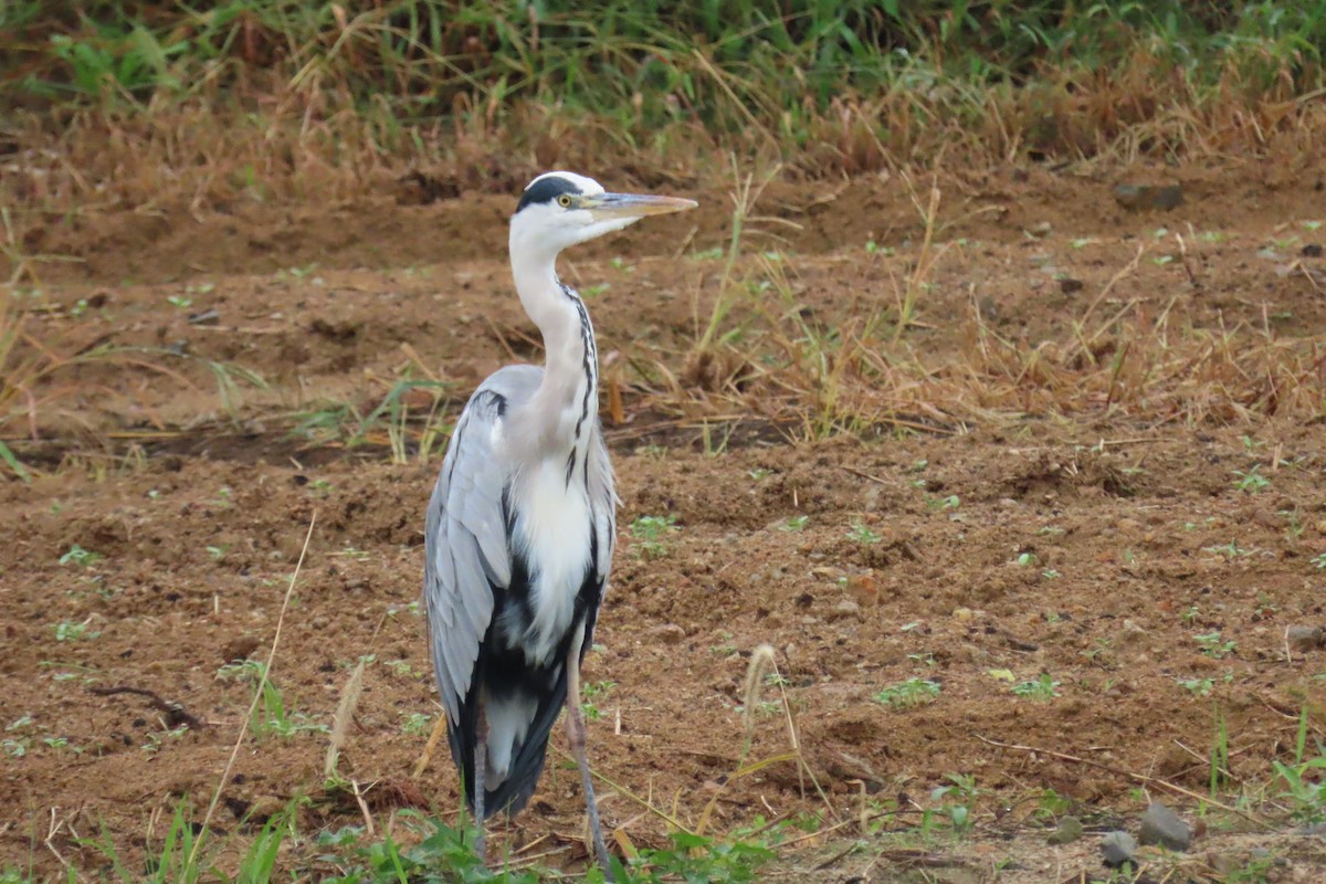 Gray Heron - ML642420197
