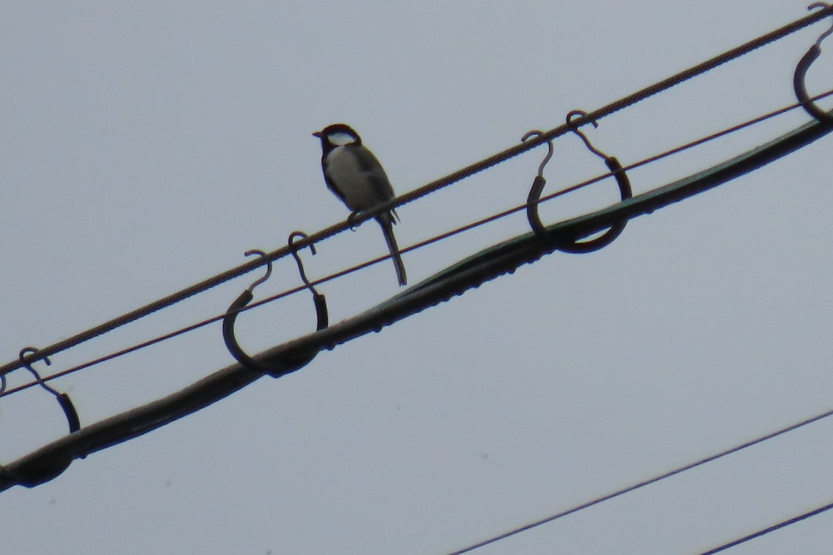 Asian Tit - ML642420198