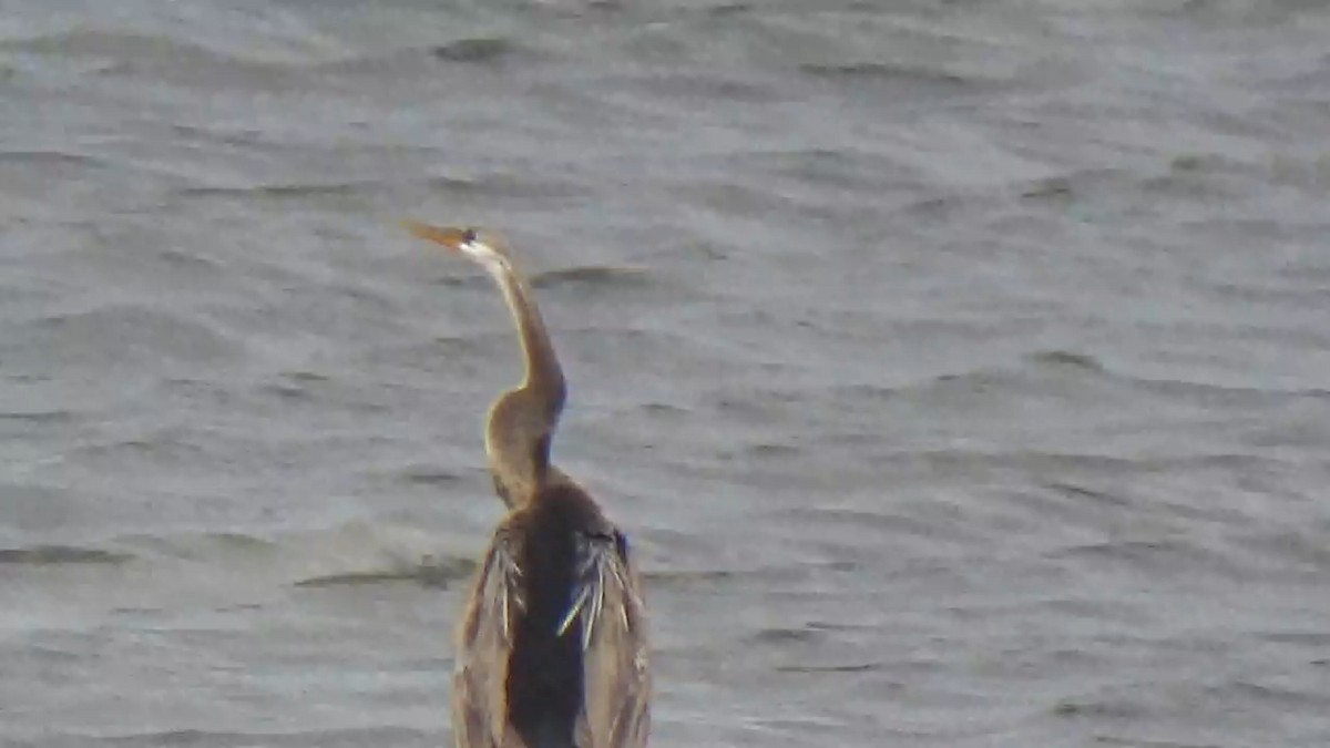 Oriental Darter - ML642420199