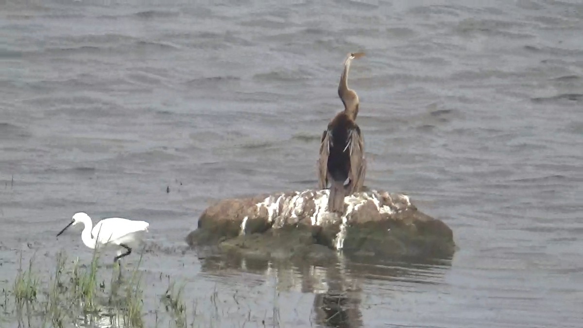 Oriental Darter - ML642420200