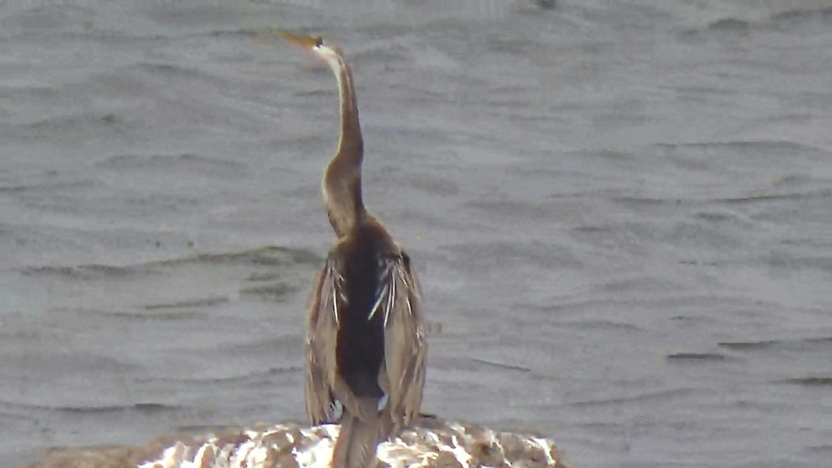 Oriental Darter - ML642420201