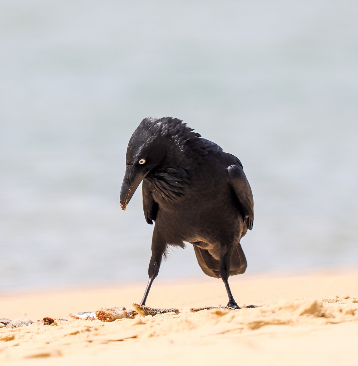 Australian Raven - ML642420202