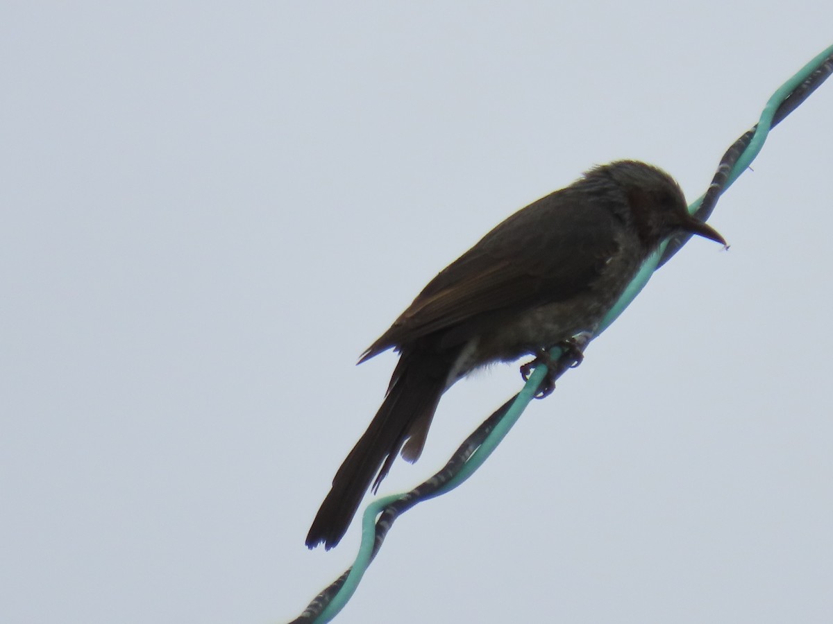 Brown-eared Bulbul - ML642420204