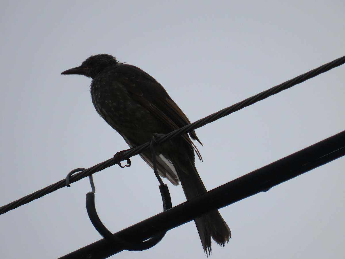 Brown-eared Bulbul - ML642420206