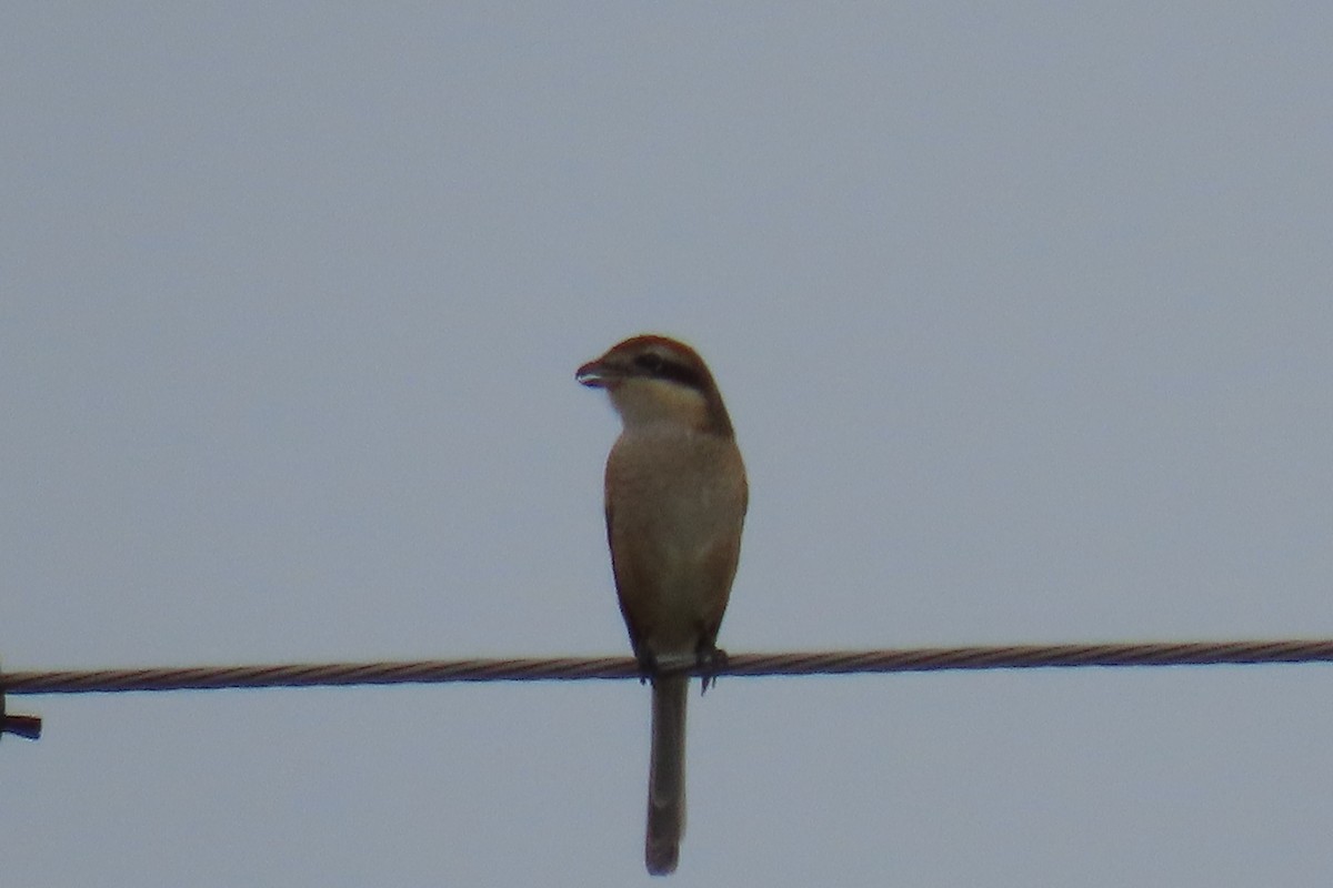 Bull-headed Shrike - ML642420207