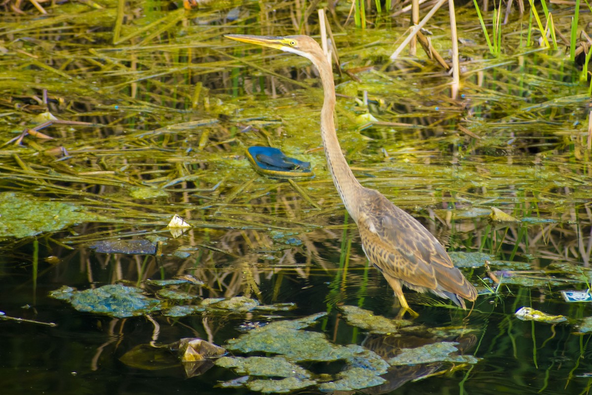 Purple Heron - ML642420208