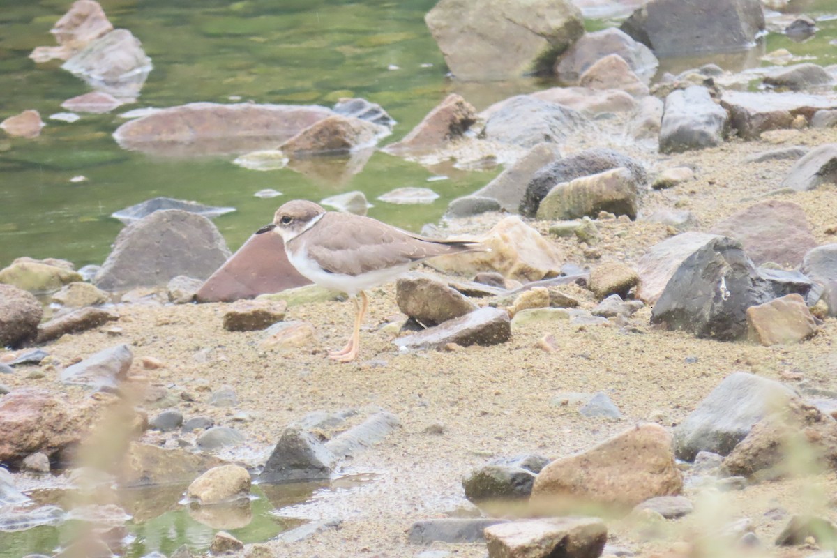 Long-billed Plover - ML642420209