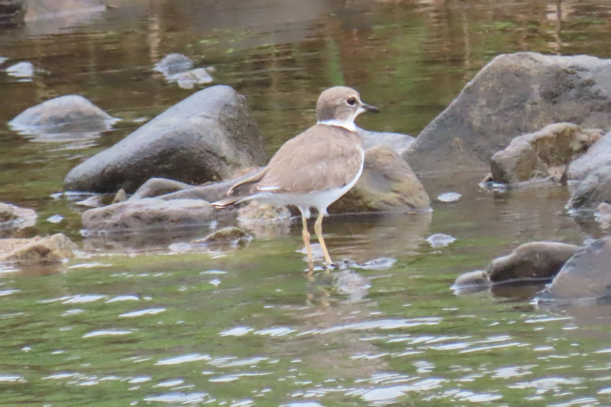 Long-billed Plover - ML642420211