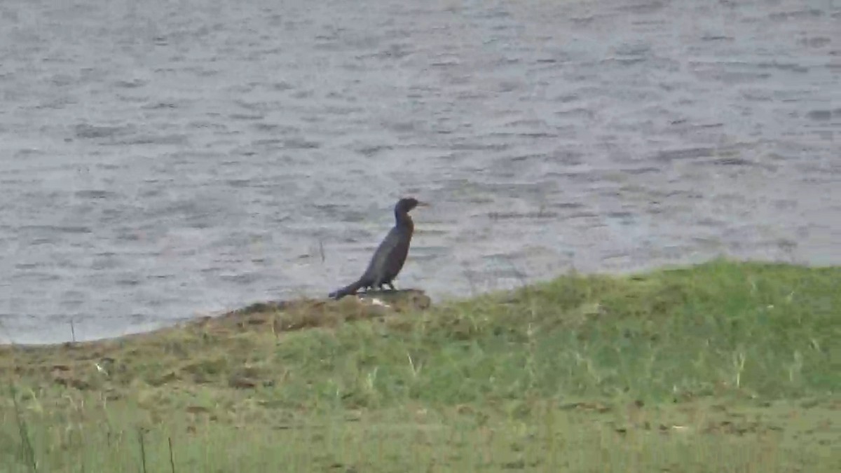 Little Cormorant - ML642420213