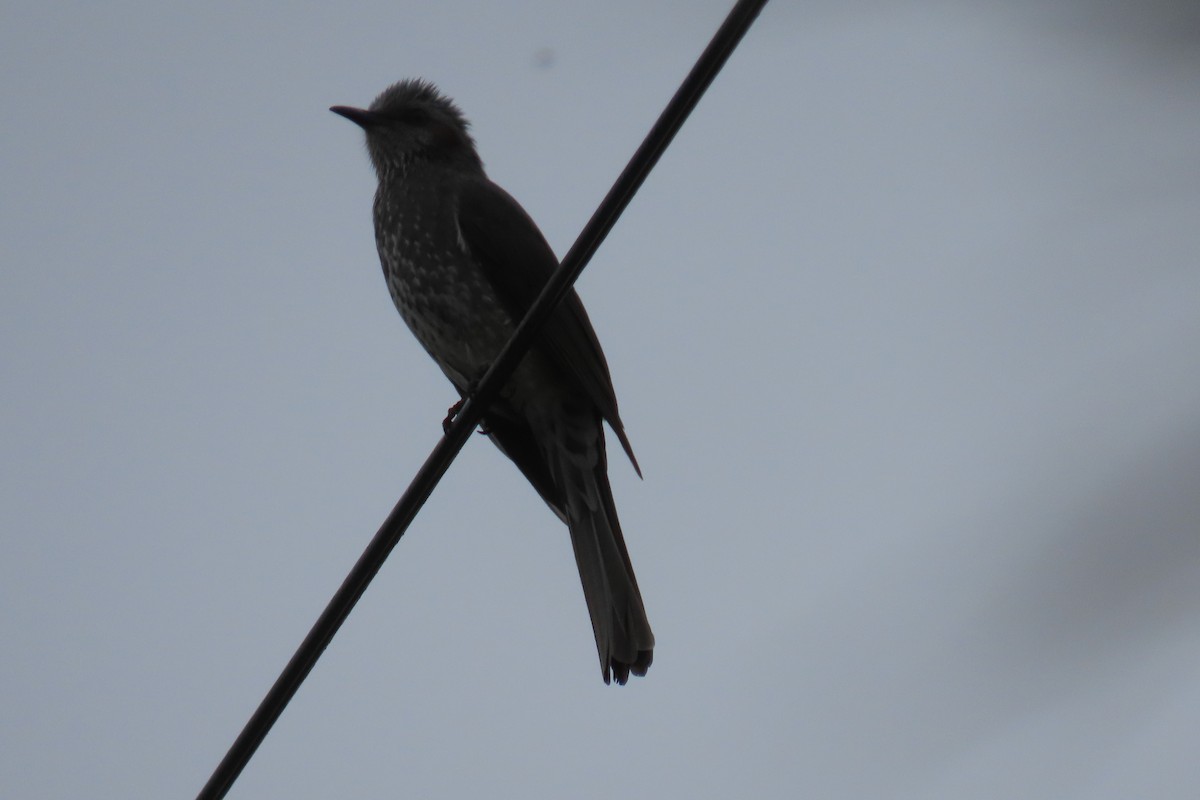 Brown-eared Bulbul - ML642420214