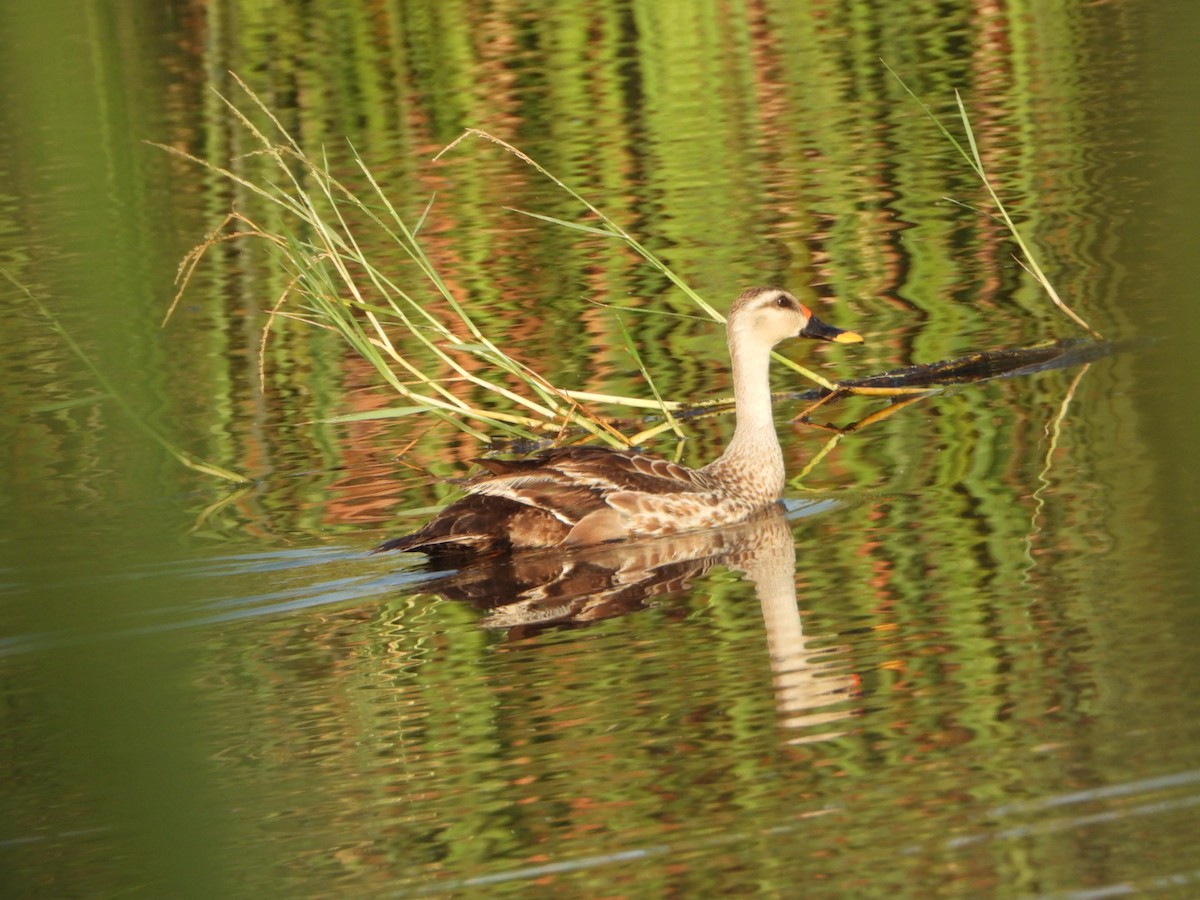 Indian Spot-billed Duck - ML642420215