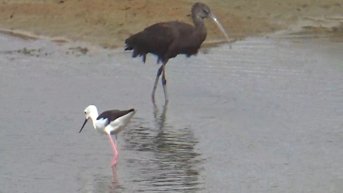 Glossy Ibis - ML642420217