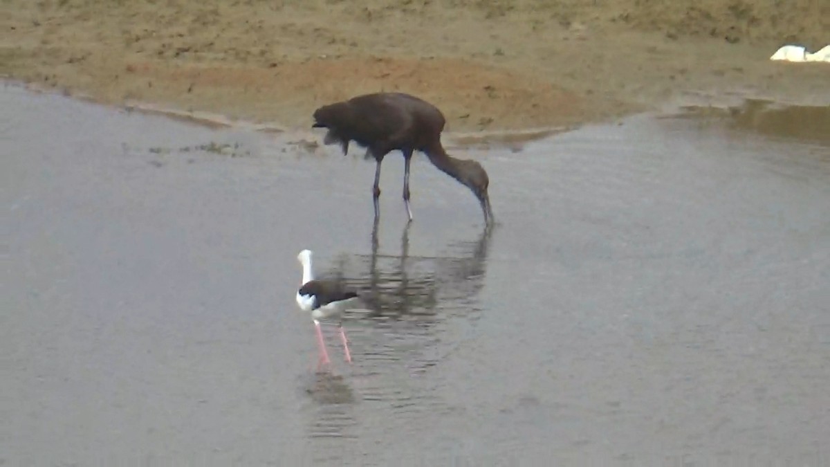Glossy Ibis - ML642420218