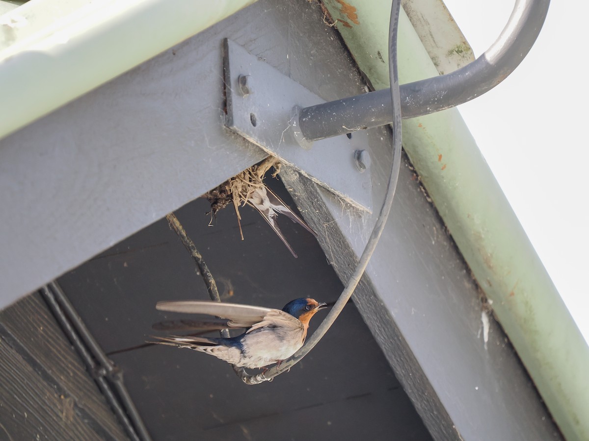 Welcome Swallow - ML642420222