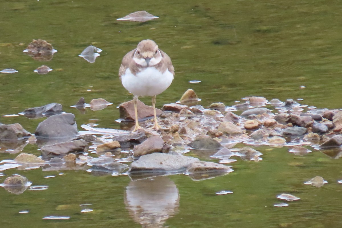 Long-billed Plover - ML642420223