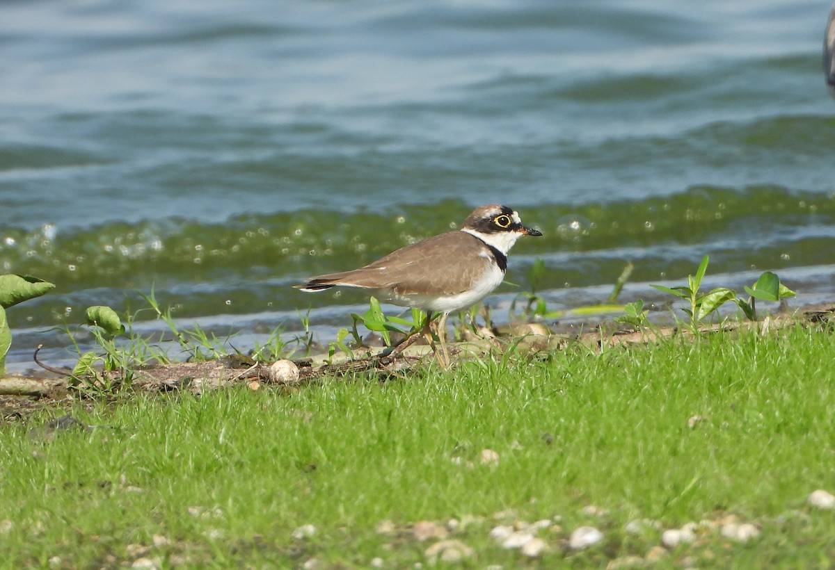 Little Ringed Plover - ML642420225