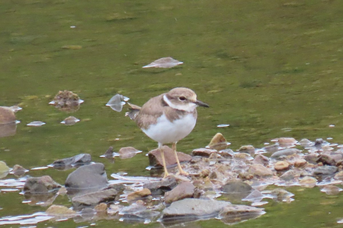 Long-billed Plover - ML642420226