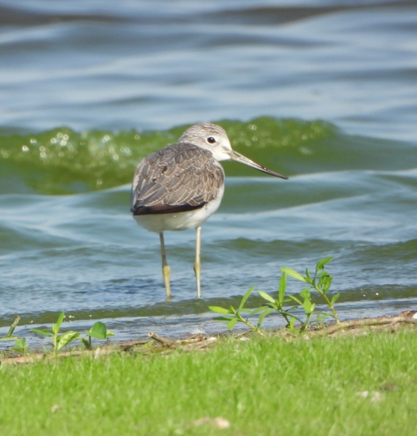 Common Greenshank - ML642420228