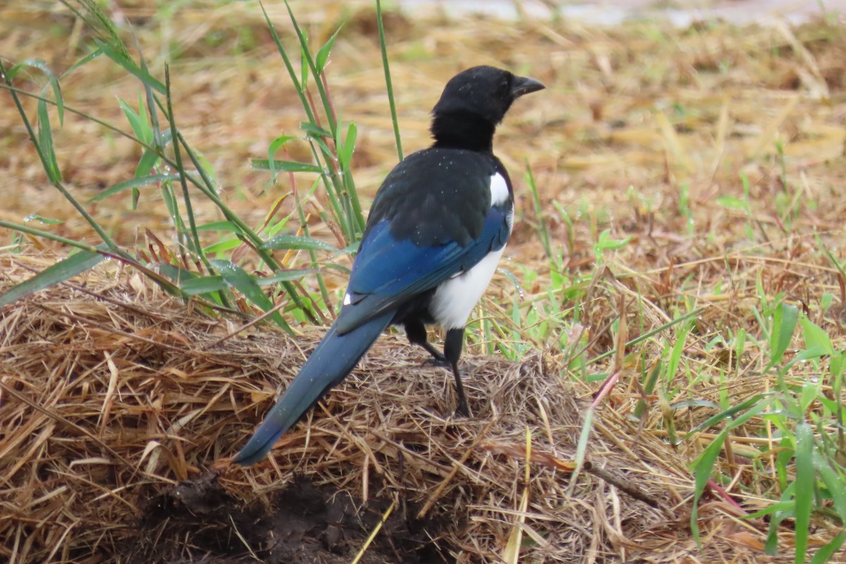 Oriental Magpie - ML642420229