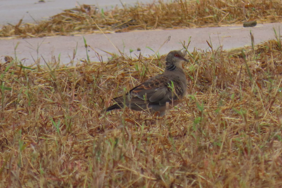Oriental Turtle-Dove - ML642420230