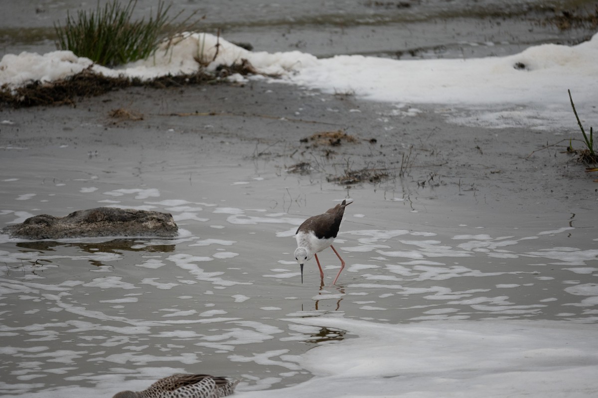 Black-winged Stilt - ML642420231