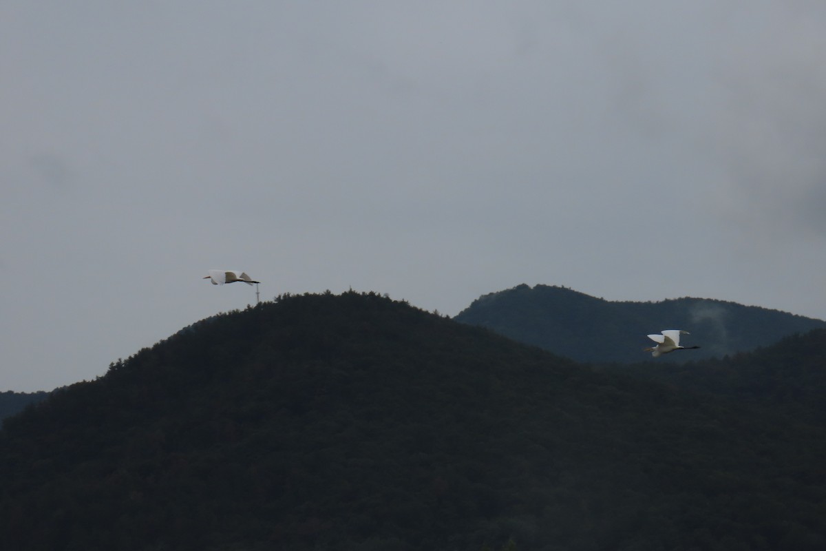 Great Egret - ML642420236