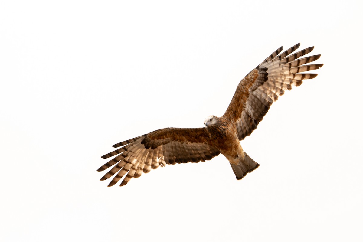 Square-tailed Kite - ML642420237