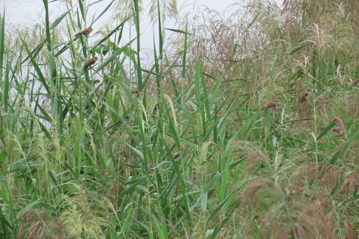 Vinous-throated Parrotbill - ML642420238