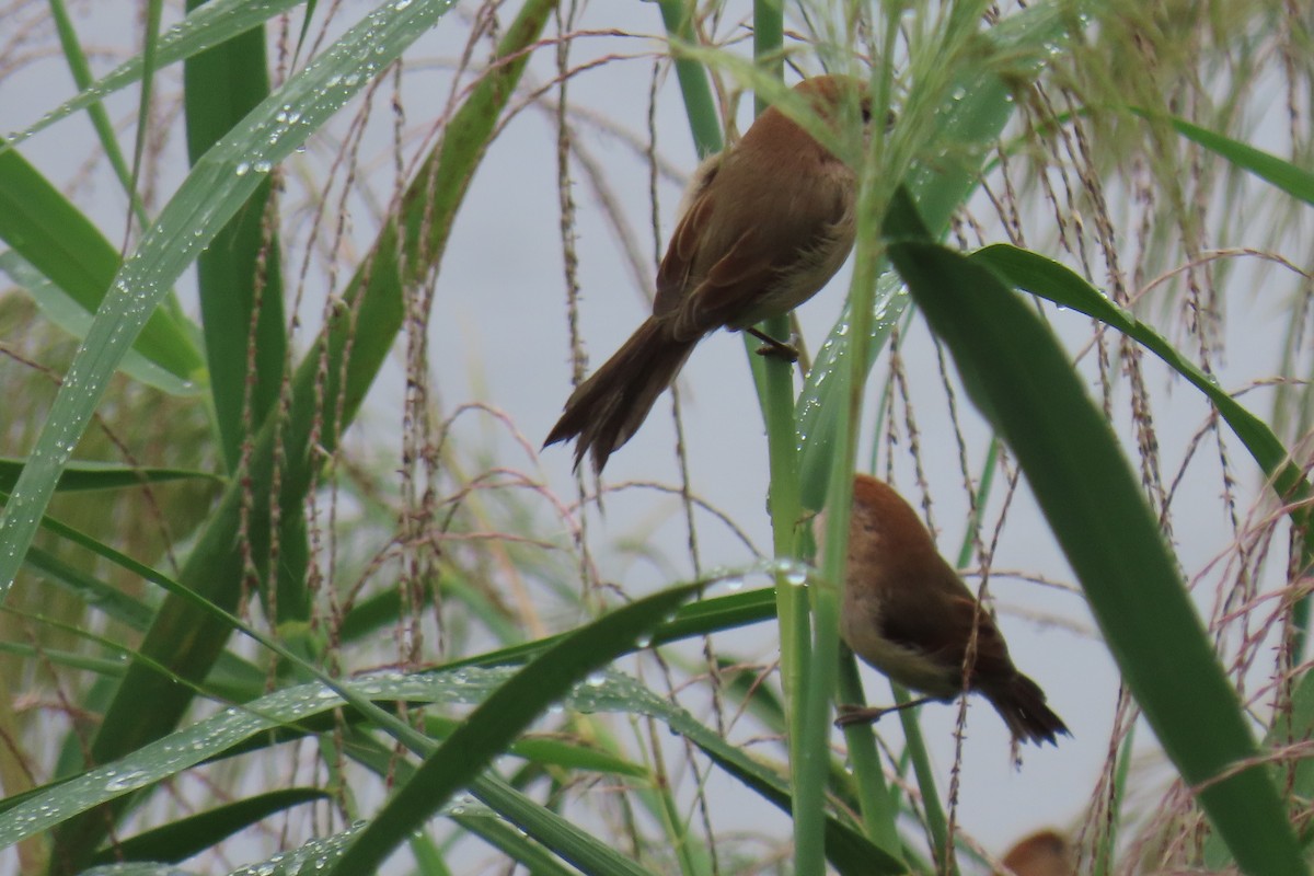 Vinous-throated Parrotbill - ML642420241