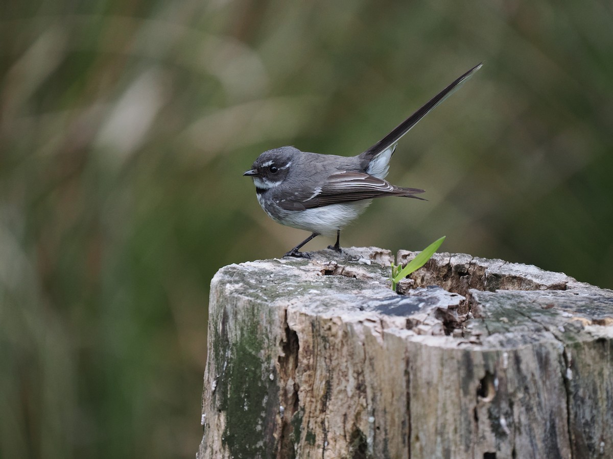 Gray Fantail - ML642420247