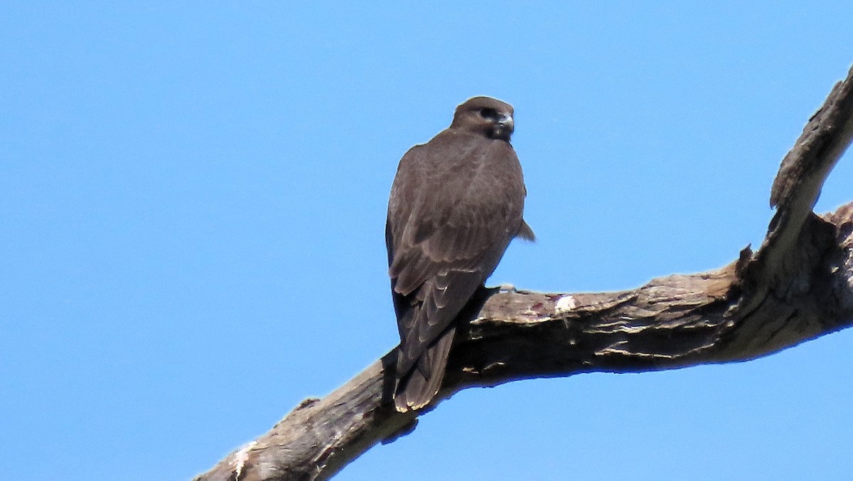 Black Falcon - ML642420249