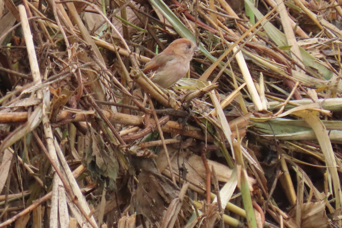 Vinous-throated Parrotbill - ML642420250