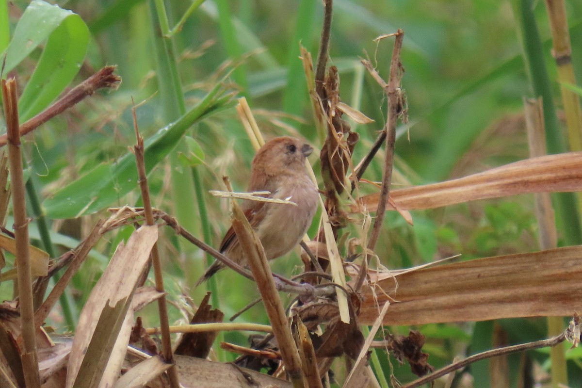 Vinous-throated Parrotbill - ML642420251