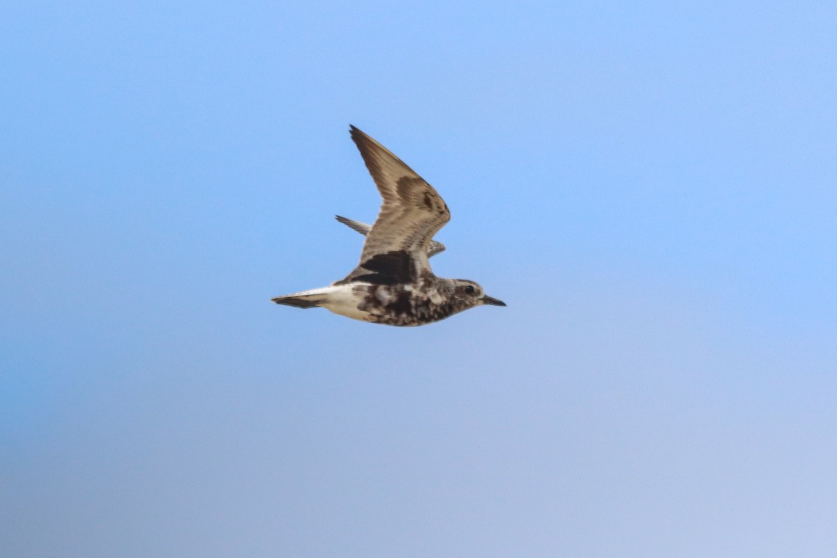 Black-bellied Plover - ML642420264