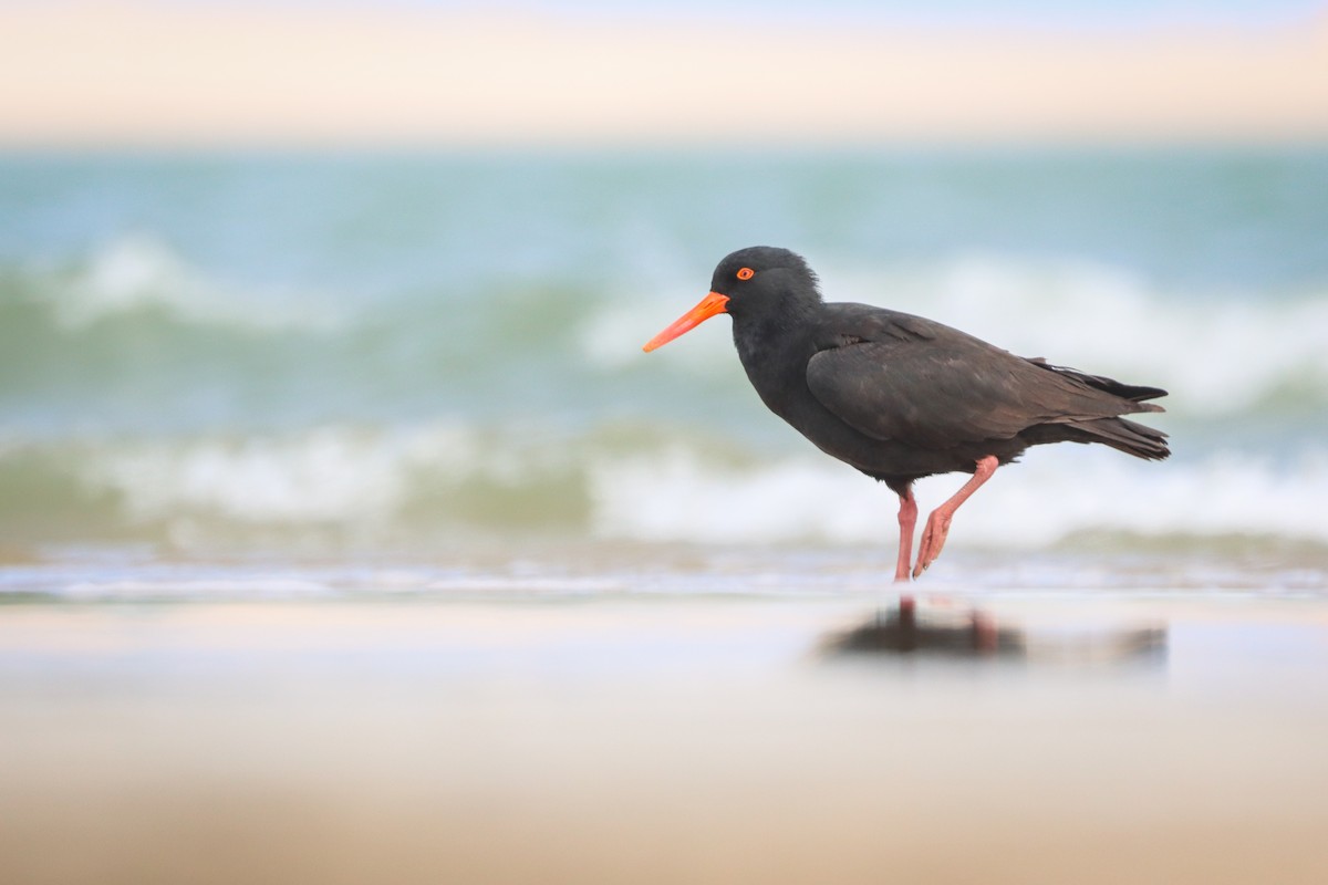 Sooty Oystercatcher - ML642420275