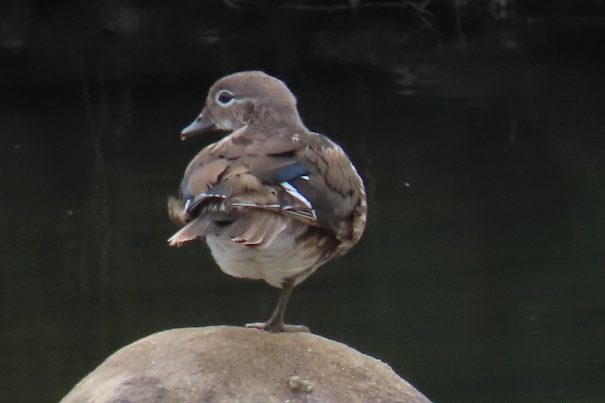 Mandarin Duck - ML642420307