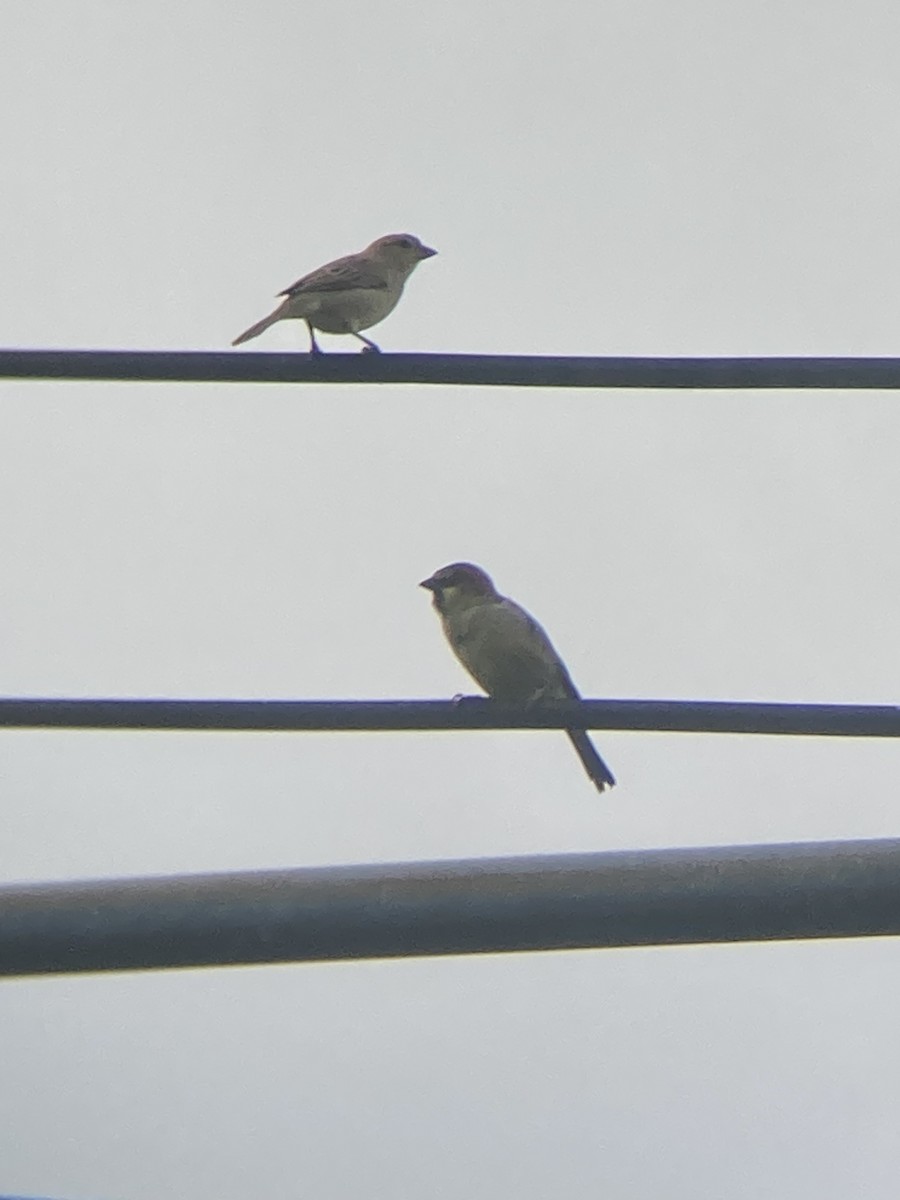 Plain-backed Sparrow - ML642420347