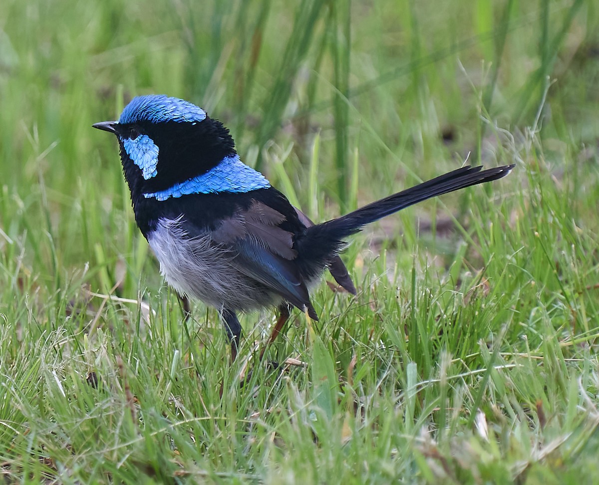 Superb Fairywren - ML642420354