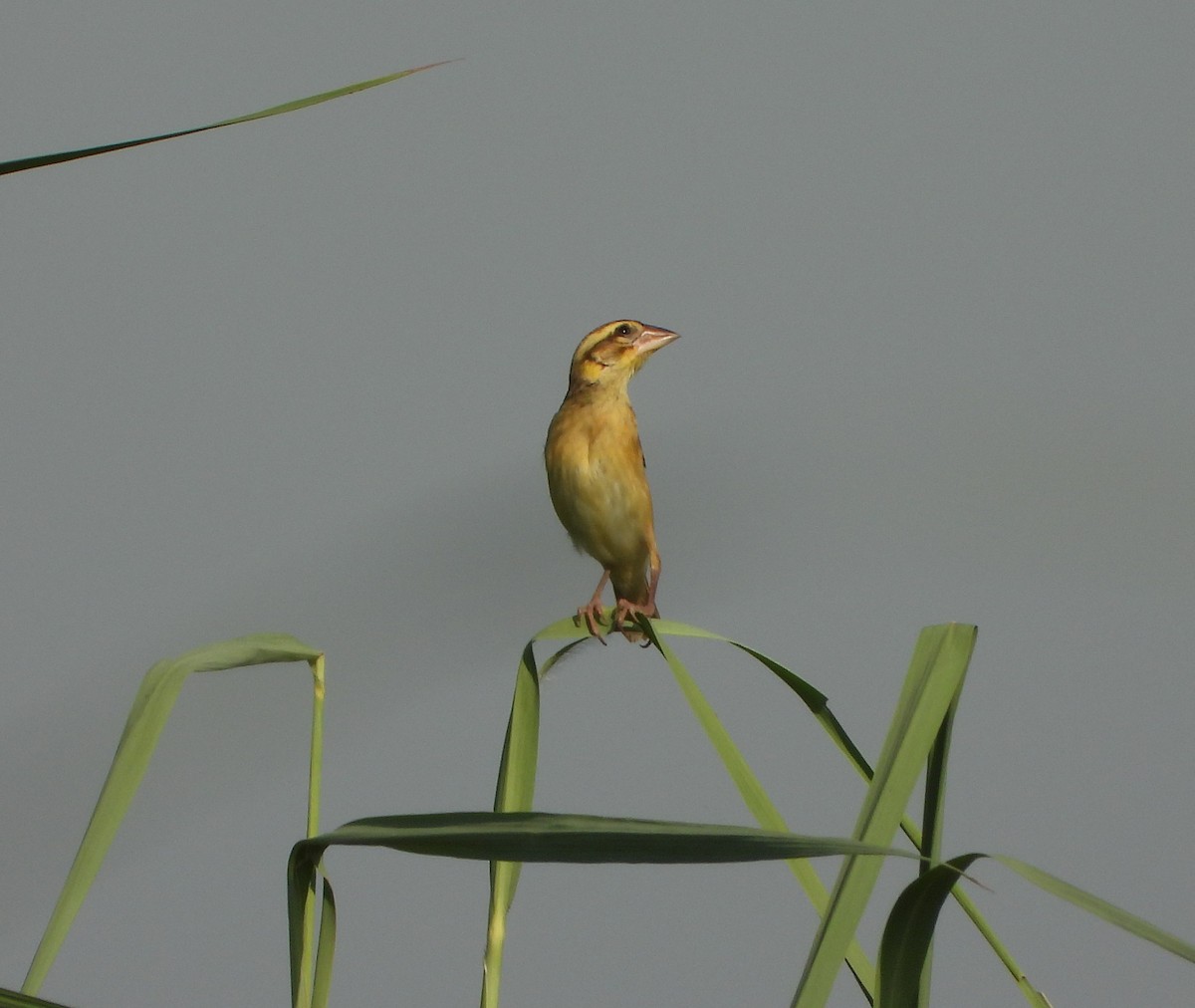 Black-breasted Weaver - ML642420386