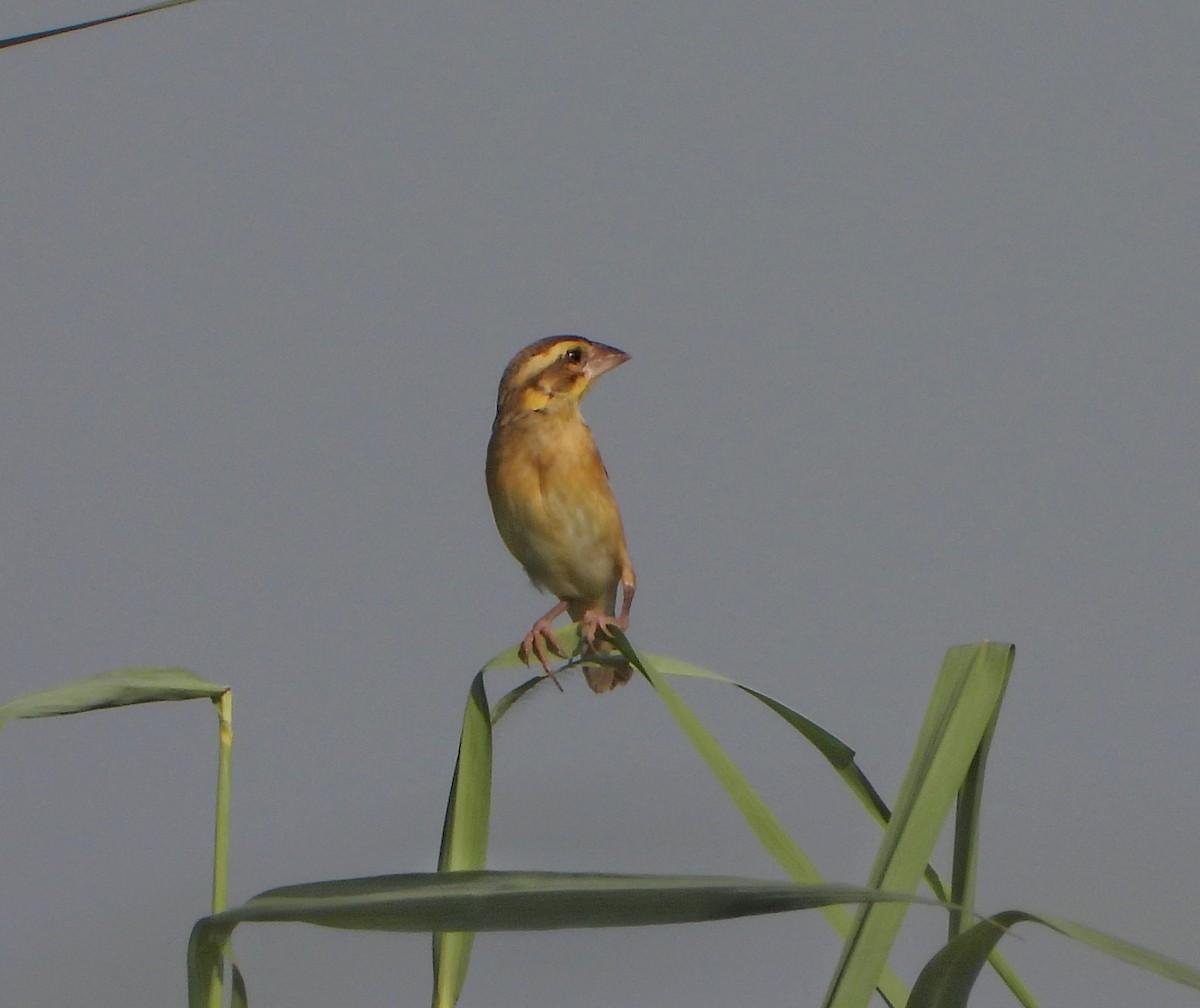 Black-breasted Weaver - ML642420387